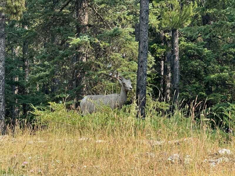 Banff: Lake Louise, Moraine, Emerald Lake & Johnston Canyon - Who Will Enjoy This Tour Most