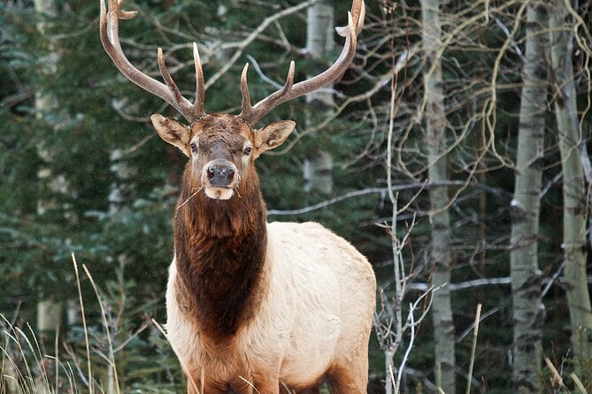 Banff LOST TOWNS and Untold Stories! 2hr Walk + Transportation - Exploring Banff’s Historic Mining Roots and Landmarks