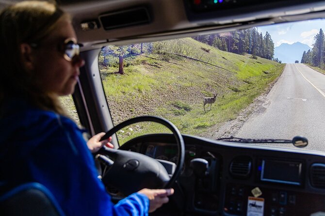 Banff Morning Tour Scenic Highlights and Gondola Ride - Unique Features of the Banff Morning Tour
