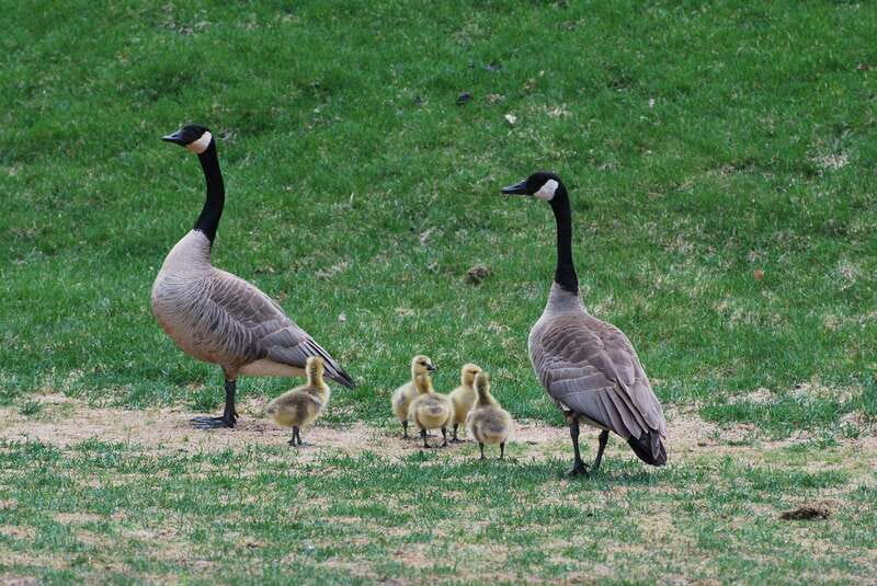 Banff National Park PRIVATE SAFARI and Nature Walk - 3.5H - Expert Guides with Local Knowledge