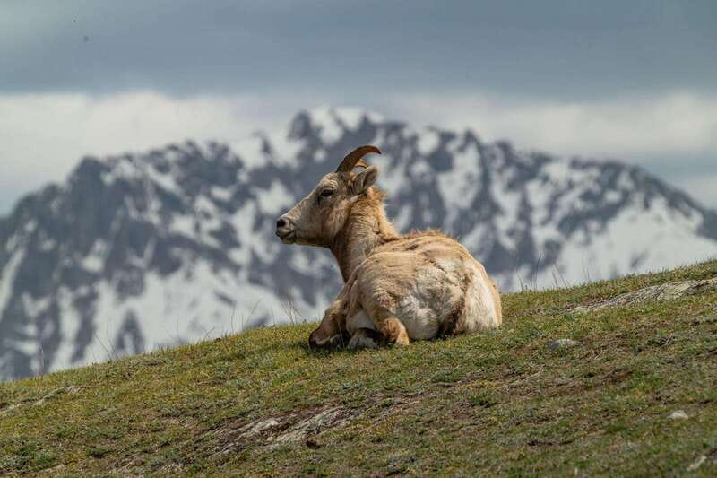 Banff National Park PRIVATE SAFARI and Nature Walk - 3.5H - All-Season Experience with Included Park Pass