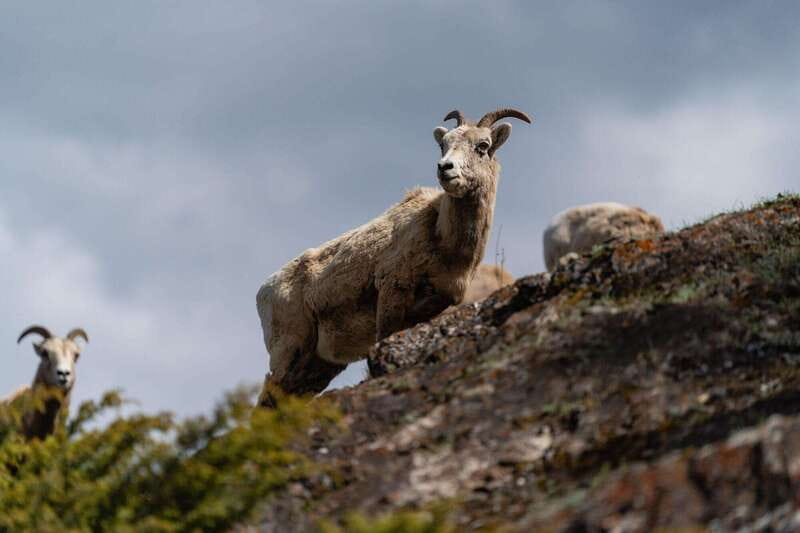 Banff National Park PRIVATE SAFARI and Nature Walk - 3.5H - Practical Logistics for a Hassle-Free Outing