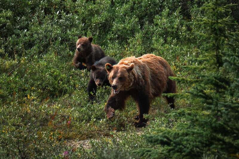 Banff National Park PRIVATE SAFARI and Nature Walk - 3.5H - Accessibility and Suitability Considerations