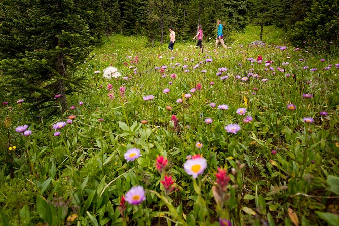 Banff: Private Guided Nature Walk - 2H - Flexibility and Customization of the Tour