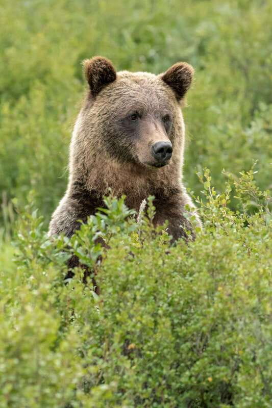 Banff PRIVATE Guided Nature Walk + Transportation - 2.5H - Equipment and Support During the Walk