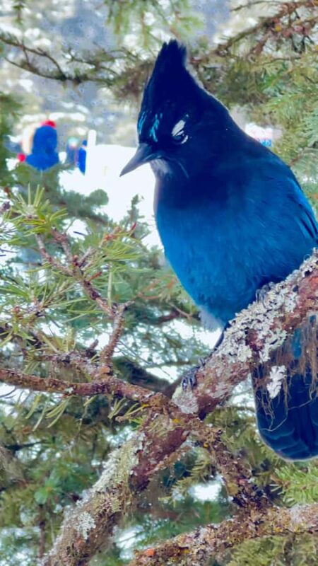 Banff Town, Lake Louise, Moraine, Emerald & Canyon Day Trip - The Value and Overall Experience of the Tour