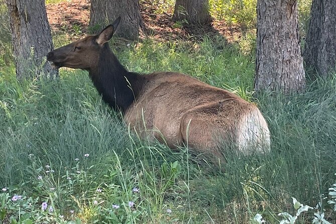 Banff Town Walking Tour Includes Refreshment and Sweet Treat - The Guide’s Role: Knowledgeable and Friendly