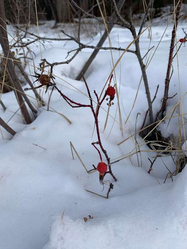 Banff: WILD ICE Winter Adventure - Ice Cleat Included - Flexibility with Booking and Cancellation Policies