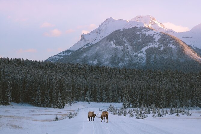 Banff Winter Walk: Including Ice Cleats + Transportation 2.5hrs - The Role of Ice Cleats and Safety Measures
