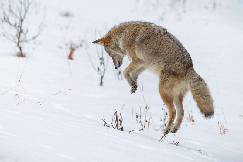 Banff: Winter Wilderness Walk with Wildlife Tracking - 2hrs - Key Points