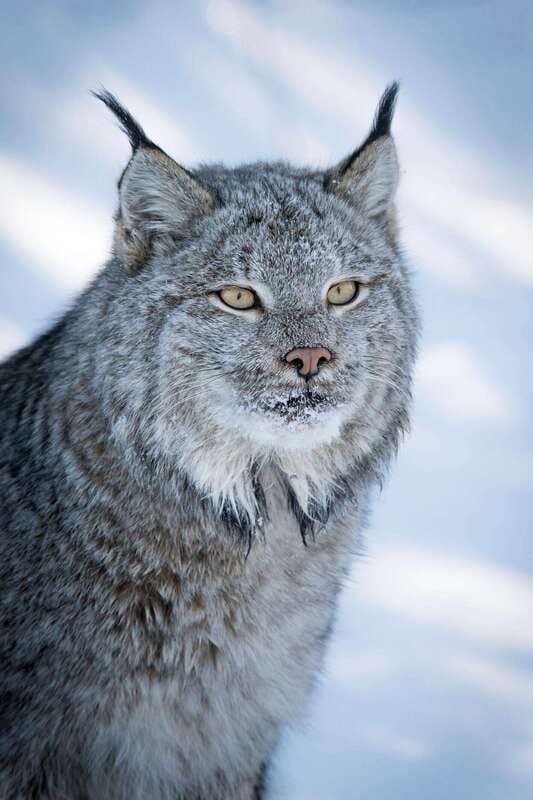 Banff: Winter Wilderness Walk with Wildlife Tracking - 2hrs - What to Bring for a Comfortable Walk
