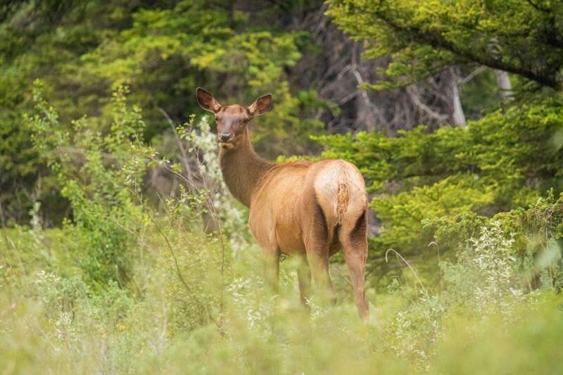 Banff, Yoho, and Jasper 2 Day Private Tour - Logistics: Pickup, Drop-off, and Inclusions