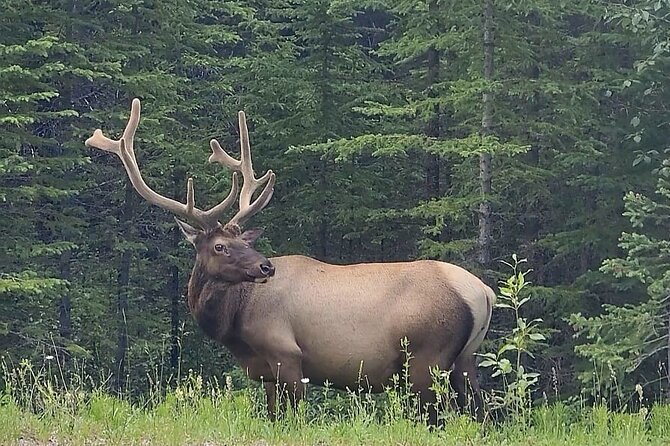Banff, Yoho, Kootenay and Jasper Private National Parks Tour - What to Expect During the Scenic Stops