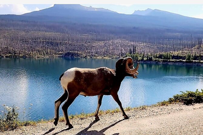 Banff, Yoho, Kootenay and Jasper Private National Parks Tour - Flexibility in Duration and Pacing