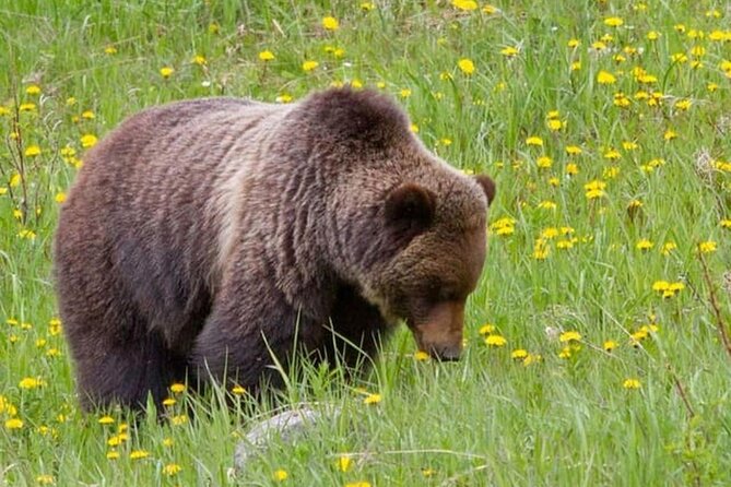 Banff:Columbia Icefield Adventures, Skywalk and Iconic Lakes Tour - Practical Tips for the Tour