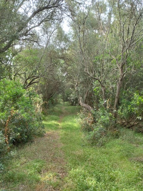 baño de bosque / bany de forêt - Discover the Unique Forest Bathing Experience in Mallorca for Wellness and Connection