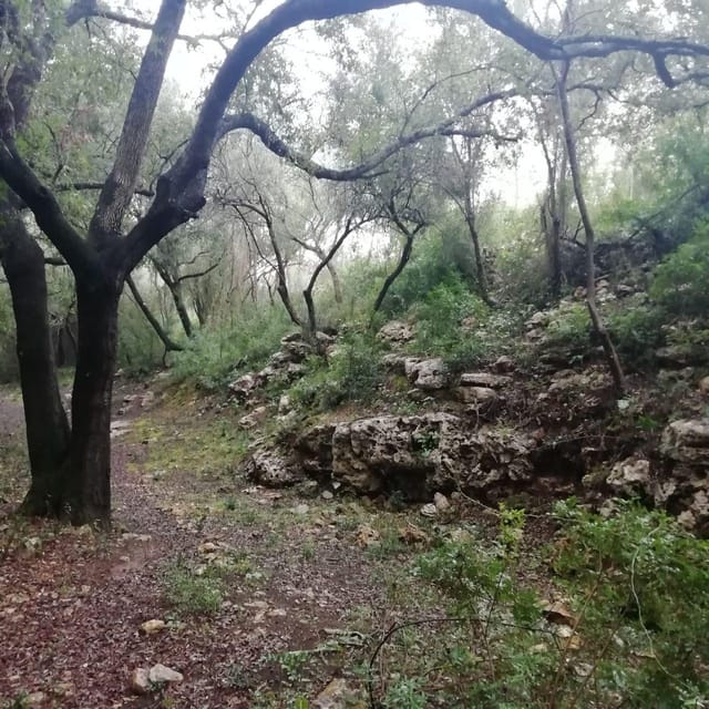 baño de bosque / bany de forêt - Exploring Mallorca’s Holm Oak Forest