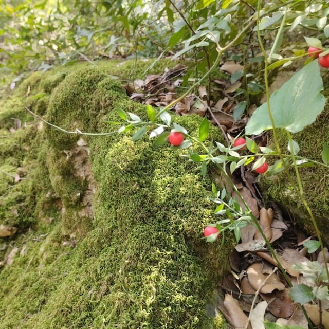 baño de bosque / bany de forêt - The Role of the Forest Bathing Guide