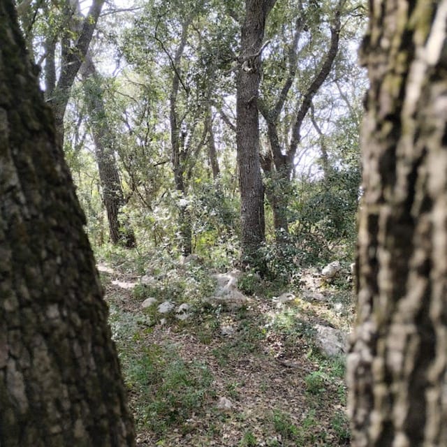baño de bosque / bany de forêt - What to Expect During the Forest Bathing Session