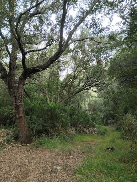 baño de bosque / bany de forêt - Physical and Practical Considerations