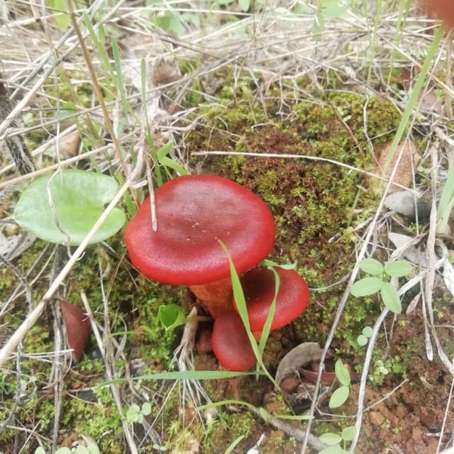 baño de bosque / bany de forêt - The Itinerary of the Forest Bathing Experience