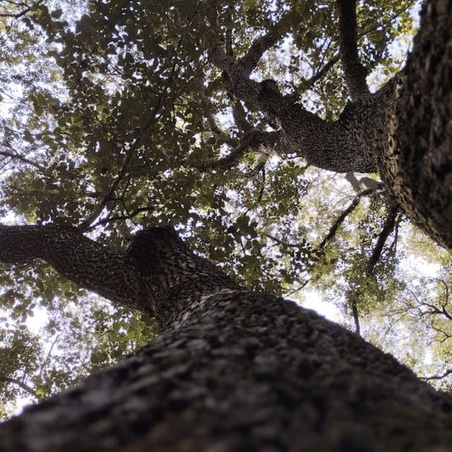 baño de bosque / bany de forêt - How to Reserve and Plan Your Visit