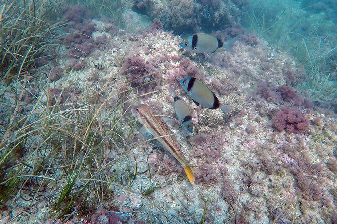 Baptism of diving from boat - The Dive Site at Isla de Tabarca and Santa Pola
