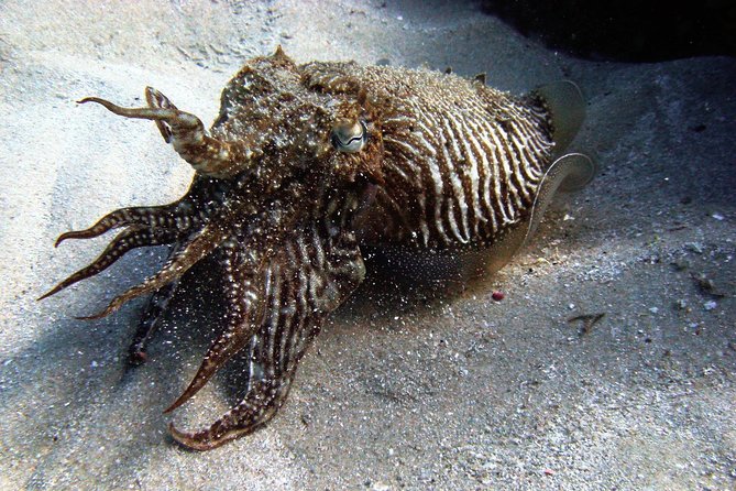 Baptism of diving in the Natural Park of the Strait - An Accessible Introduction to Diving in Tarifa’s Natural Park of the Strait