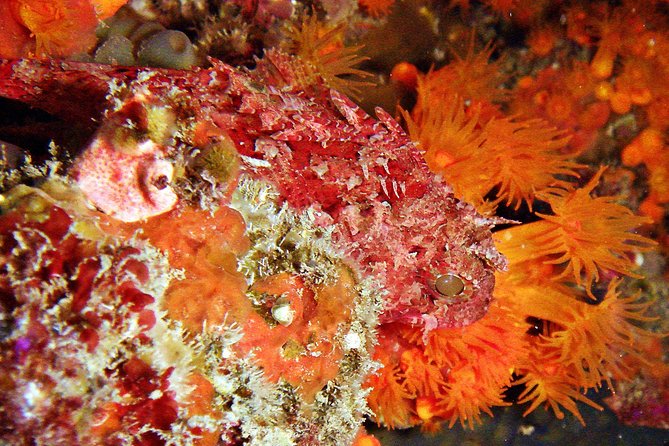 Baptism of diving in the Natural Park of the Strait - Gear and Equipment Provided During the Dive