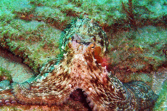 Baptism of diving in the Natural Park of the Strait - Underwater Exploration with a Marine Life Focus