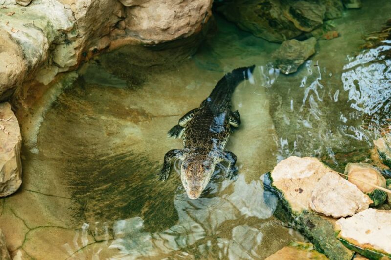 Barcelona: 1-Day Ticket to Barcelona Zoo - Activities and Features at the Zoo