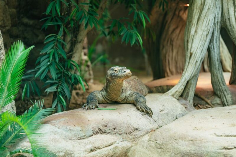 Barcelona: 1-Day Ticket to Barcelona Zoo - Accessibility and Crowd Levels