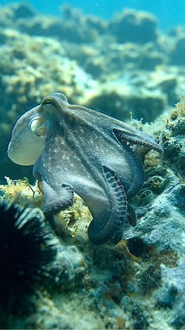 Barcelona Adventure: Costa Brava Hike & Snorkel - Returning to Barcelona in Comfort