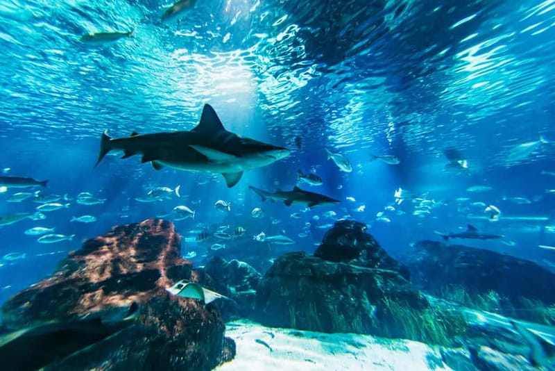 Barcelona Aquarium: Entry Ticket - Explore the Barcelona Aquarium: Your Ticket to Marine Marvels