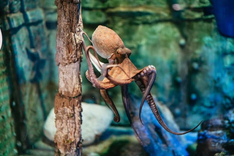 Barcelona Aquarium: Entry Ticket - The Oceanarium: Walking Among Sharks and Rays