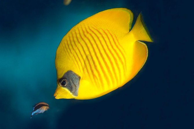 Barcelona Aquarium Skip the Line Ticket - Practical Tips for Visiting the Barcelona Aquarium