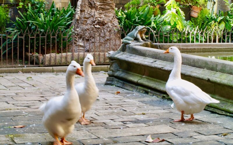 Barcelona: Cathedral of Barcelona Entry Ticket - Ideal Visitors for This Tour