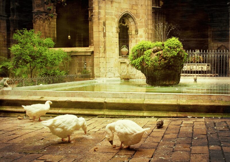 Barcelona Cathedral: Ticket, Guided Tour and VR Experience - Practical Information and Accessibility