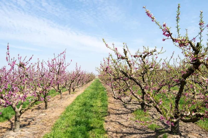 Barcelona: Cherry Blossoms in Aitona & Lunch Tour - Key Points