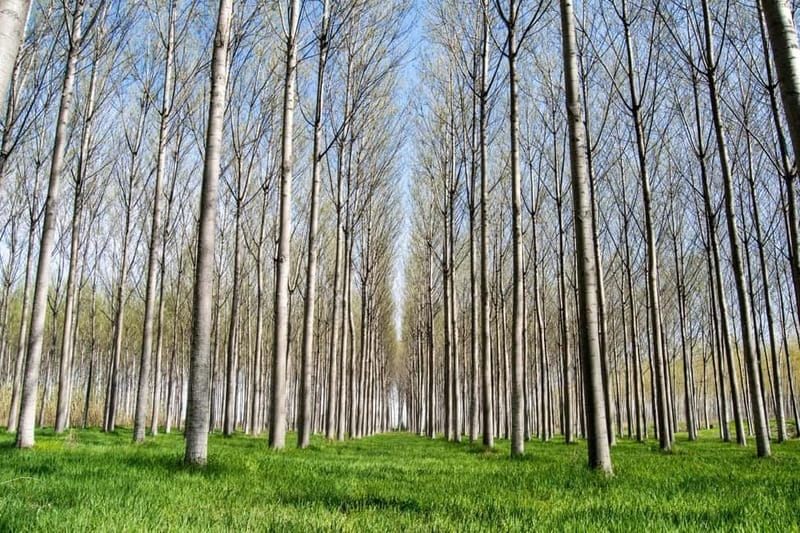 Barcelona: Cherry Blossoms in Aitona & Lunch Tour - Timing and Pacing: Carefully Balanced 8-Hour Experience