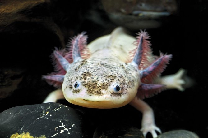 Barcelona City Tour Hop-On Hop-Off and Aquarium - Visiting the Barcelona Aquarium: Marine Marvel in Port Vell