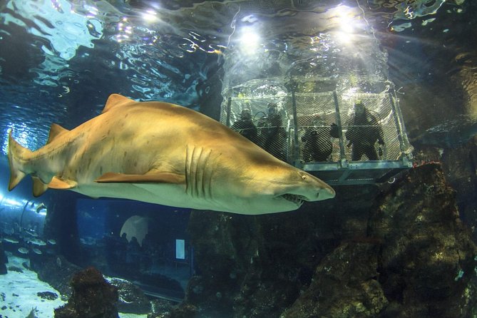 Barcelona City Tour Hop-On Hop-Off and Aquarium - The Benefits of a Self-Guided, Flexible Tour