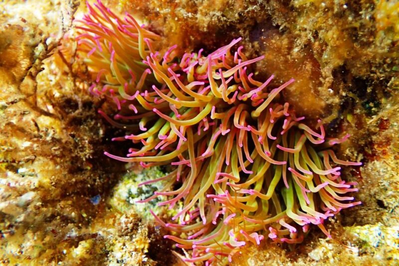 Barcelona: Costa Brava Kayak, Snorkel & Cliff Jump & Lunch - Meeting Point and Transportation Details