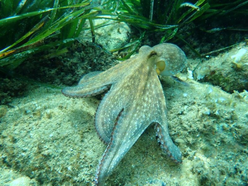 Barcelona: Costa Brava Kayak, Snorkel & Cliff Jump & Lunch - The Experience: Guides, Atmosphere, and Overall Vibe