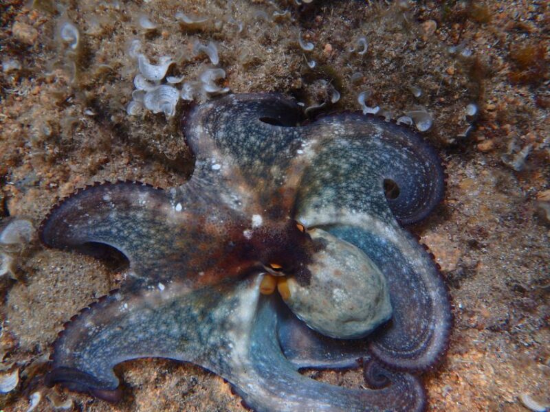 Barcelona: Costa Brava Kayak & Snorkeling Small Group Tour - Explore Costa Brava’s Coveted Secluded Bays and Rugged Cliffs