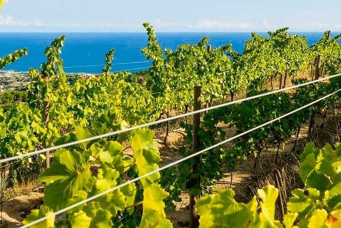Barcelona eBike Beach Private Tour to Vineyards & Picnic - Alta Alella Winery and its Organic Wines