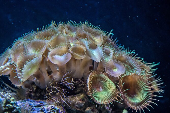 Barcelona Hop On Hop Off Bus Tour With Aquarium Admission - Visiting the Barcelona Aquarium: What You Need to Know