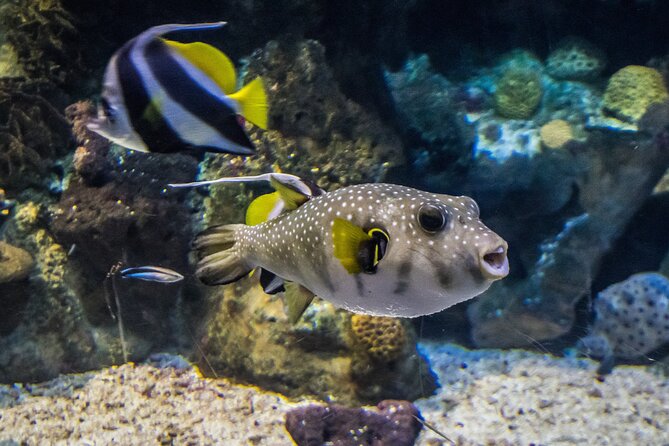 Barcelona Hop On Hop Off Bus Tour With Aquarium Admission - Practical Details and Accessibility