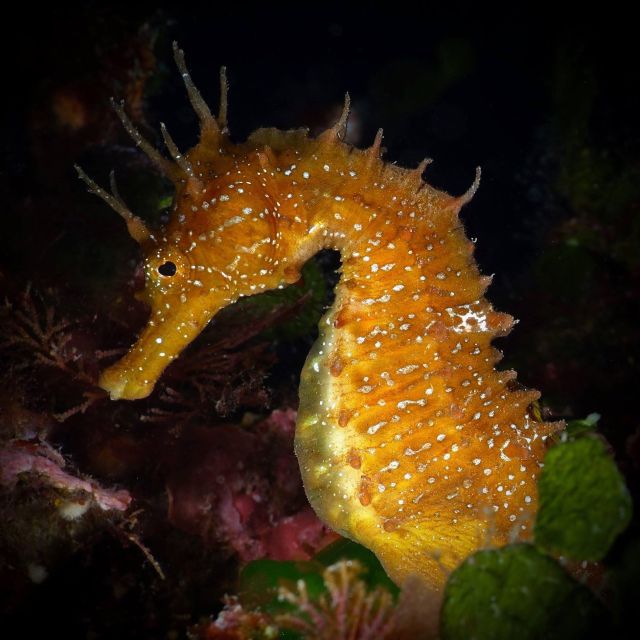 Barcelona: PADI Discover Scuba Diving - The Role of the Guides and Instructors