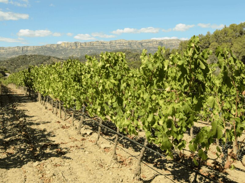 Barcelona: Priorat Wine Tour & Tastings and Lunch - Exploring Gratallops: Visit to Gratavinum Winery